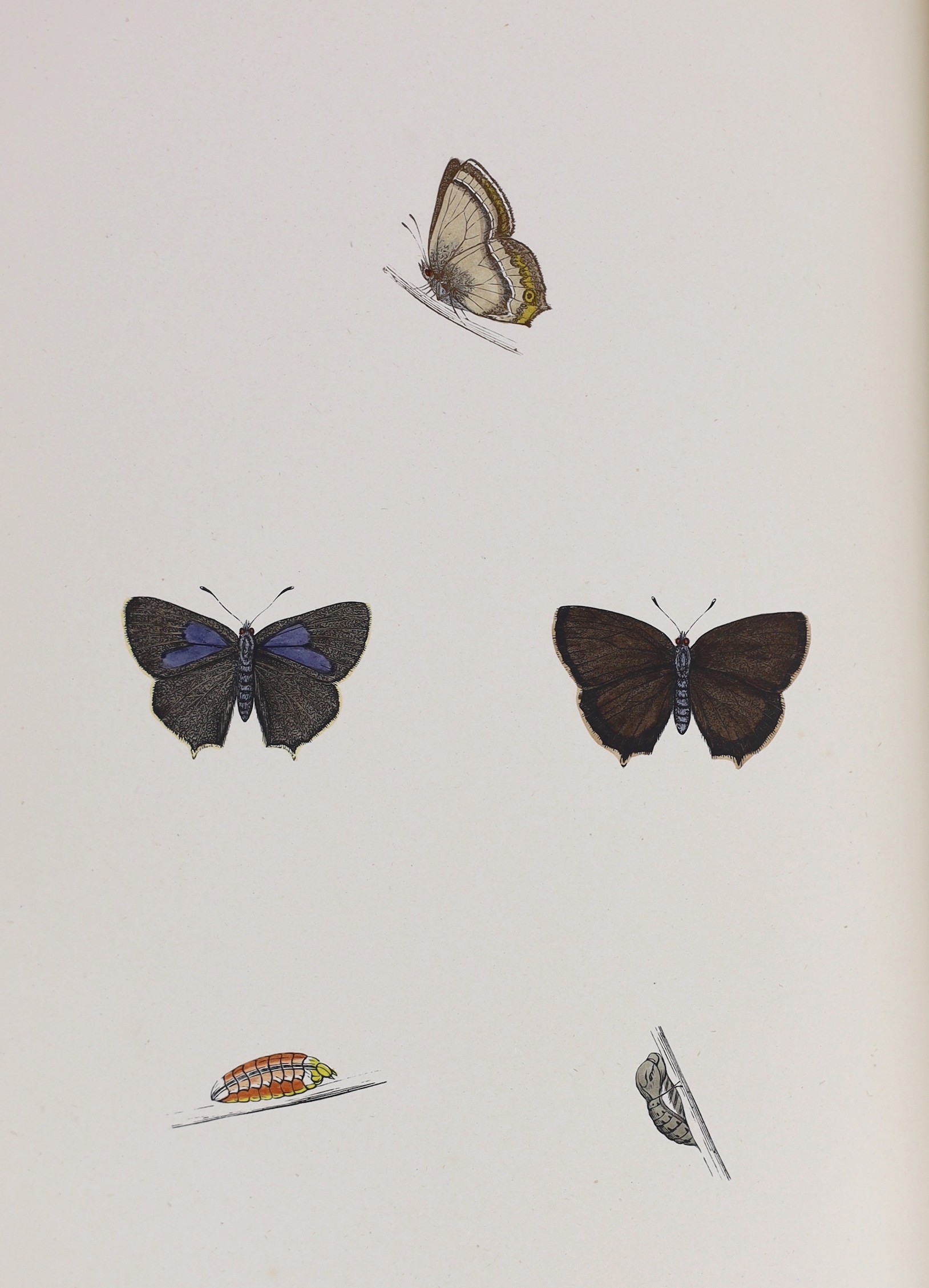 Morris, Rev. Francis Orpen - A History of British Butterflies. 4th edition. 72 hand coloured and 2 other plates. contemp. half morocco and marble boards, gilt decorated and panelled spine, ge. and marbled e/ps., 4 to. 18